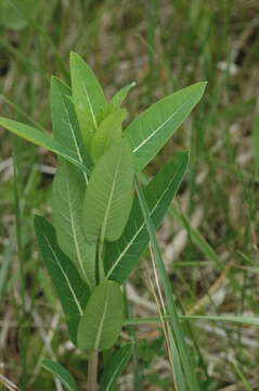 Image of Indian-hemp