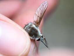 Image of Bombylius incanus Johnson 1907