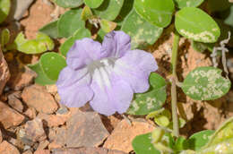 Image of Ruellia insignis Balf. fil.