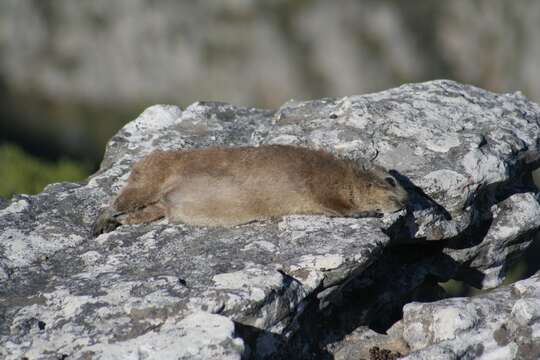 Image of Rock Hyrax