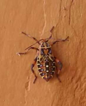 Pachylis laticornis laticornis (Fabricius 1798)的图像