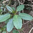 Ficus luschnathiana (Miq.) Miq. resmi