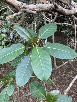 Image of Ficus luschnathiana (Miq.) Miq.