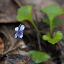 Image of Viola hederacea subsp. sieberiana (Sprengel) L. G. Adams