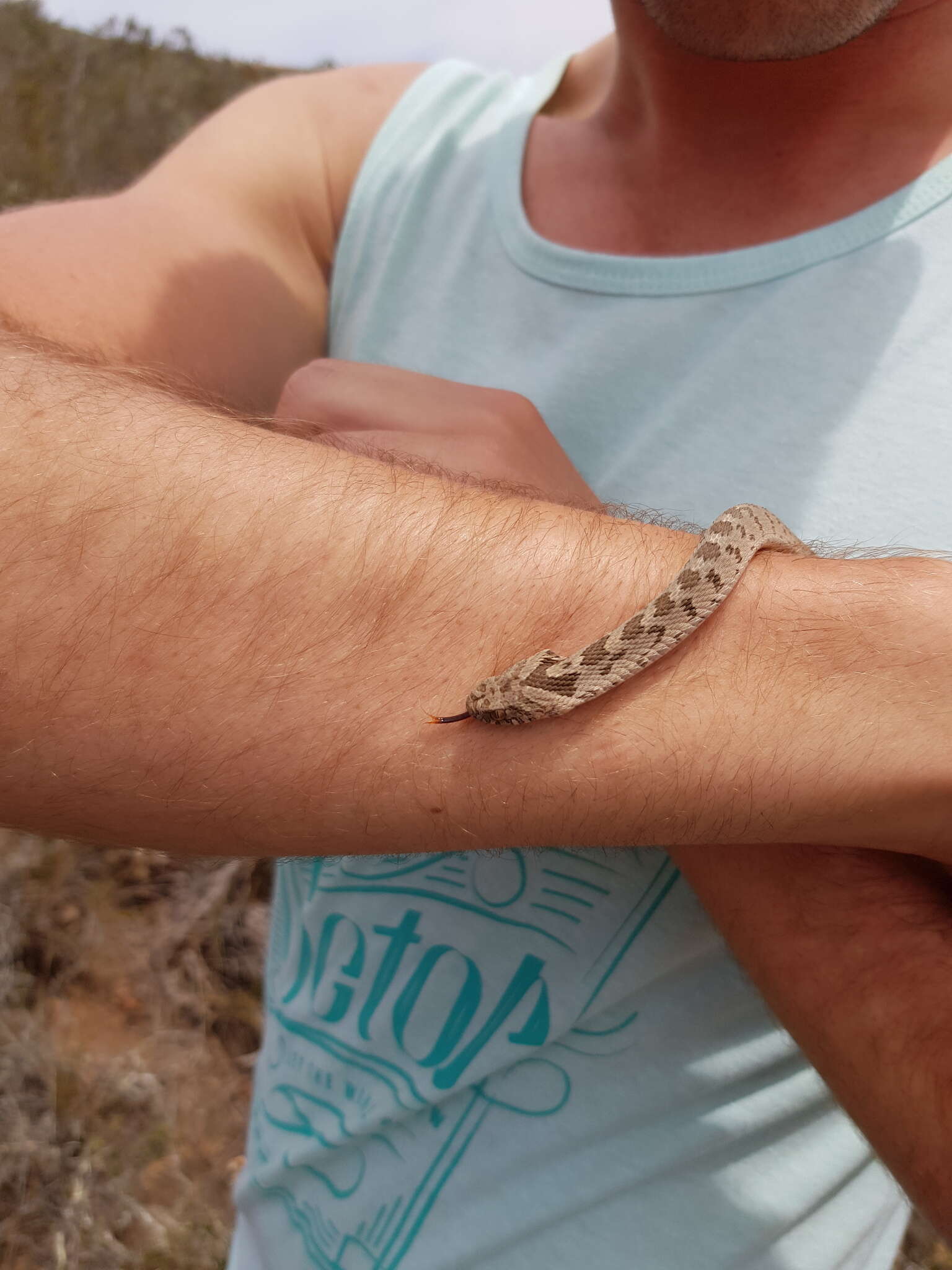 Plancia ëd Dasypeltis scabra (Linnaeus 1758)