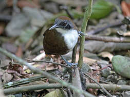 Image of Bicolored Antbird