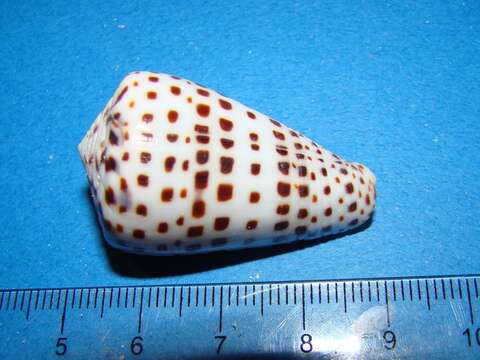 Image of ivory cone