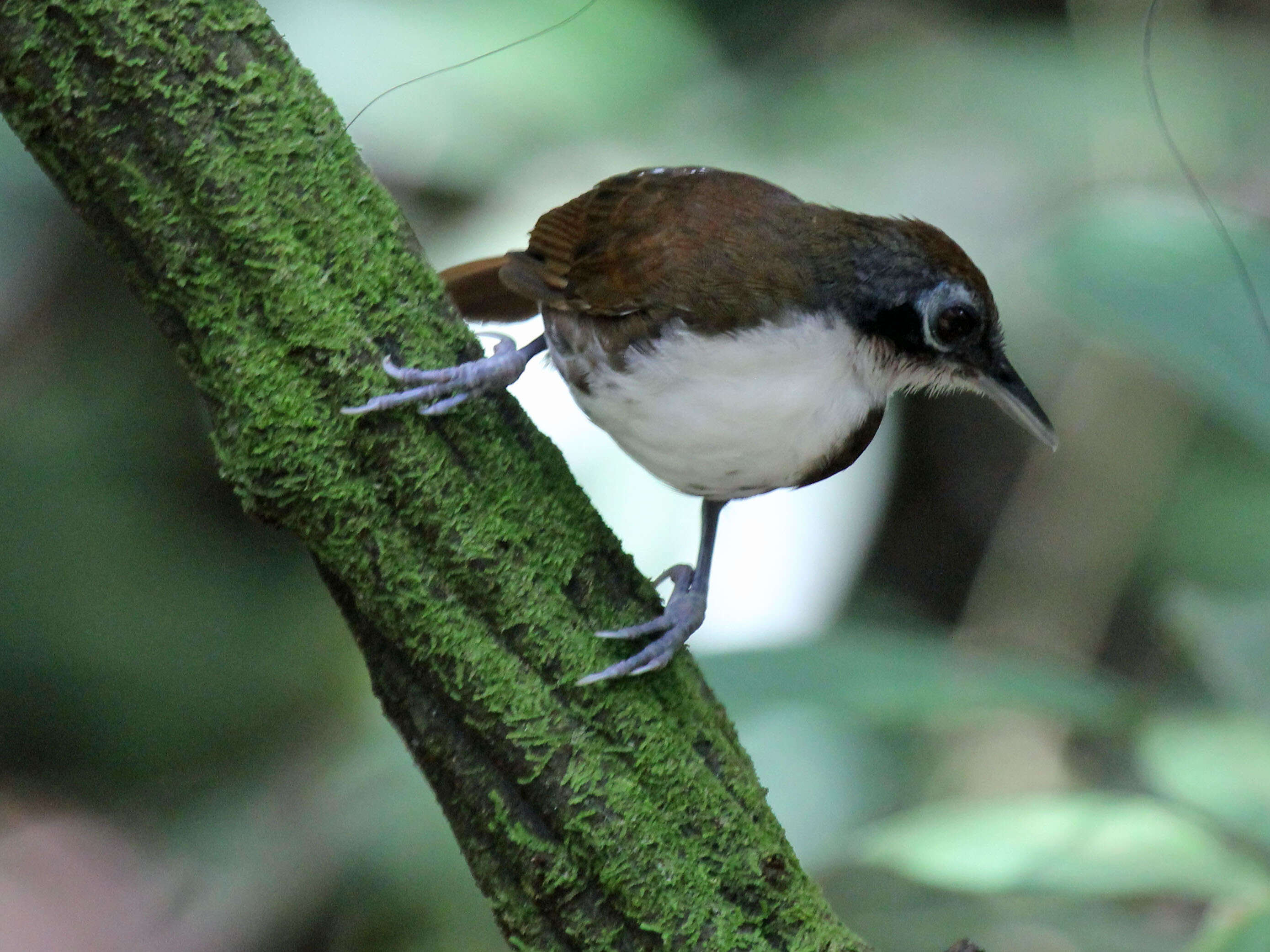 Image of Bicolored Antbird