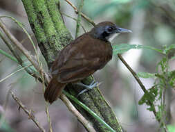 Image of Bicolored Antbird