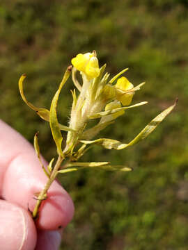 Image de Castilleja campestris subsp. campestris