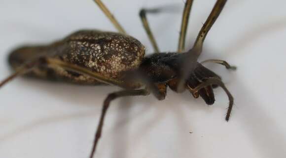 Image of Tetragnatha nigrita Lendl 1886