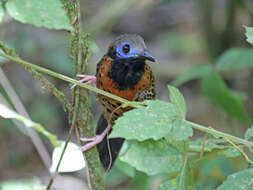 Image of Phaenostictus Ridgway 1909