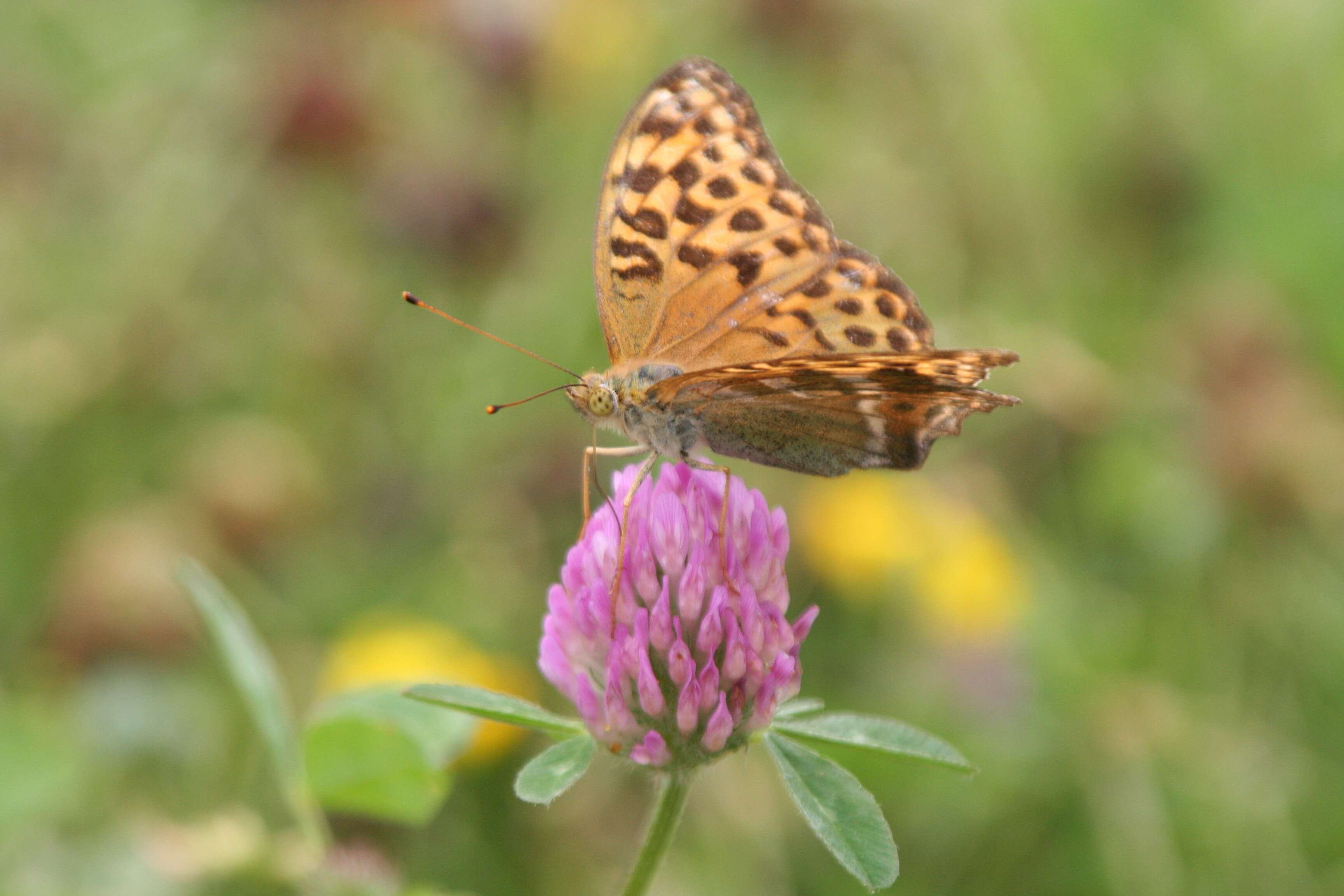 Image of silver-washed fritillary