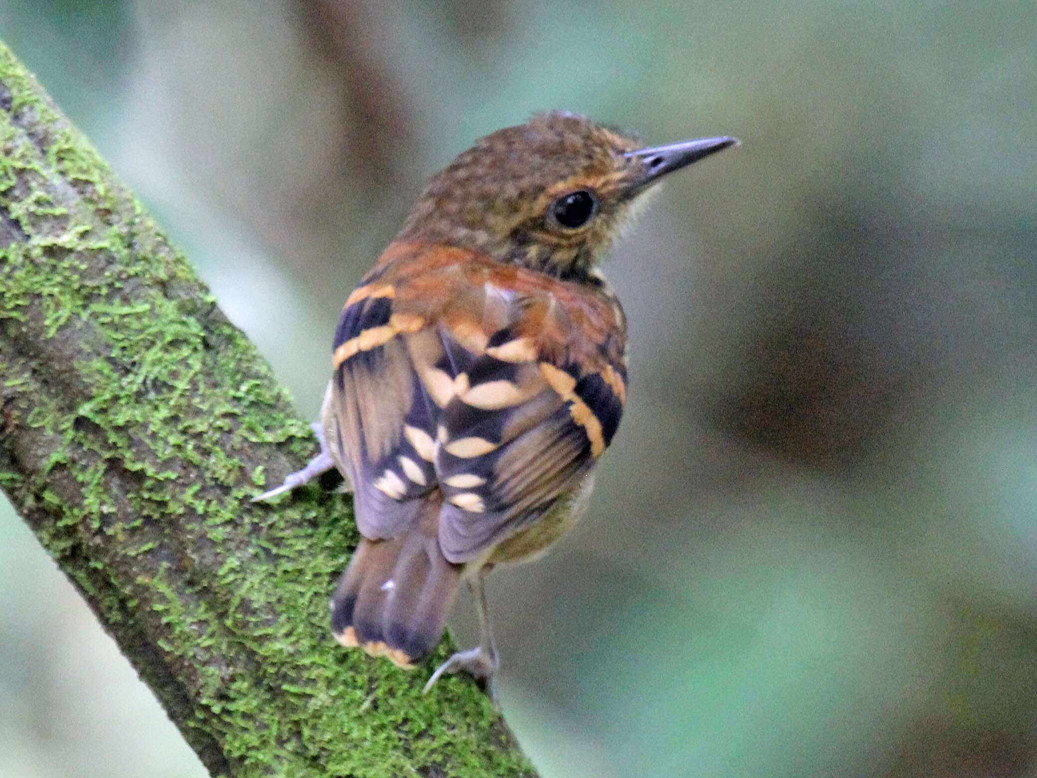 Image of Spotted Antbird