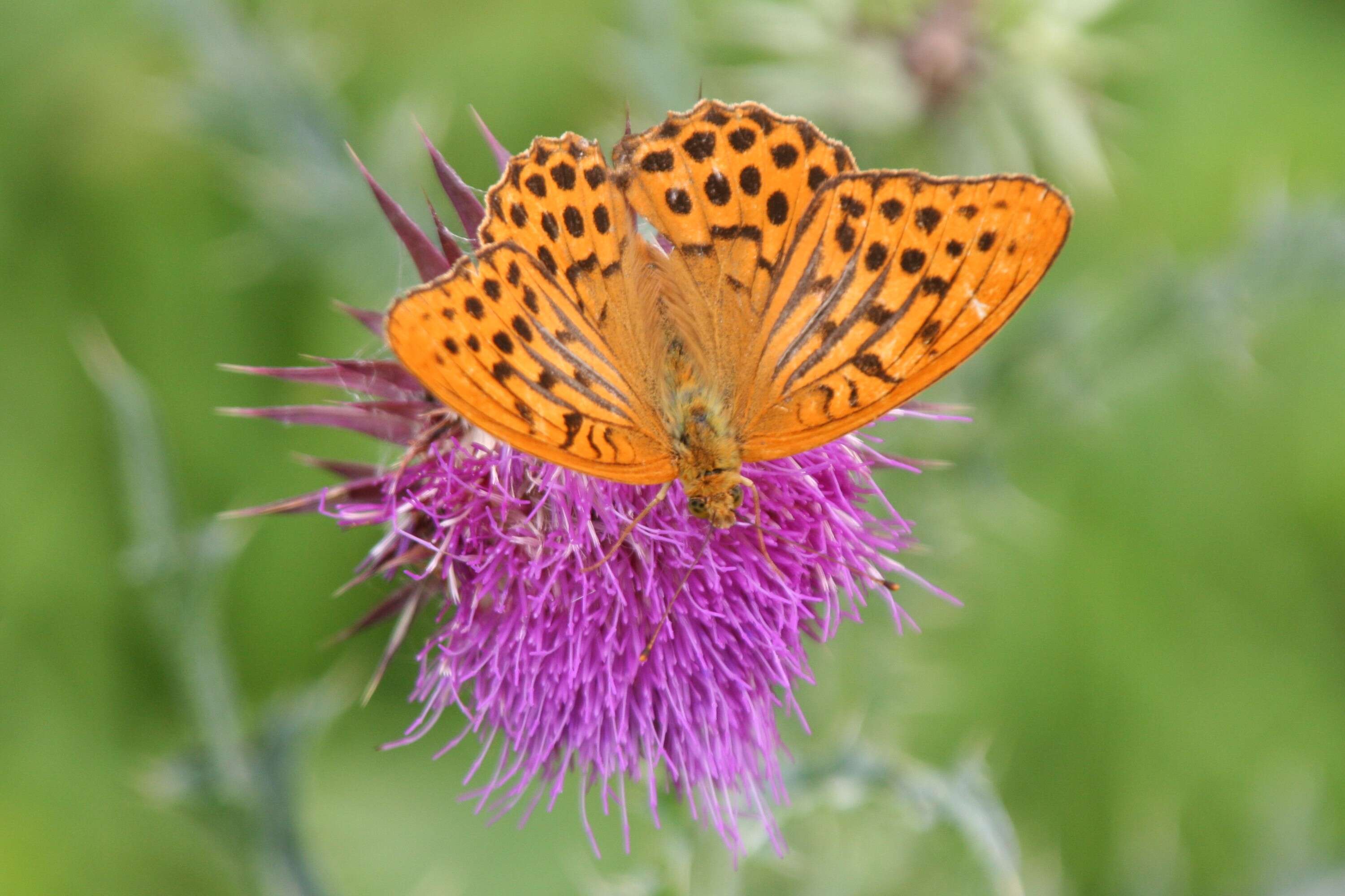 Imagem de Argynnis paphia Linnaeus 1758