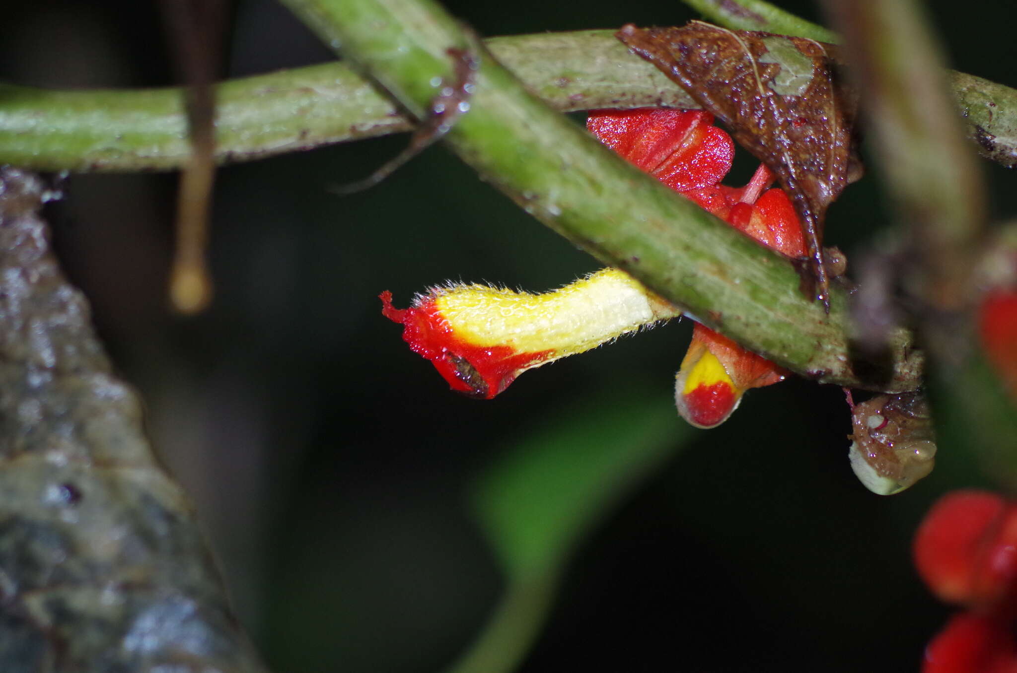 Image of Glossoloma tetragonoides (Mansf.) J. L. Clark