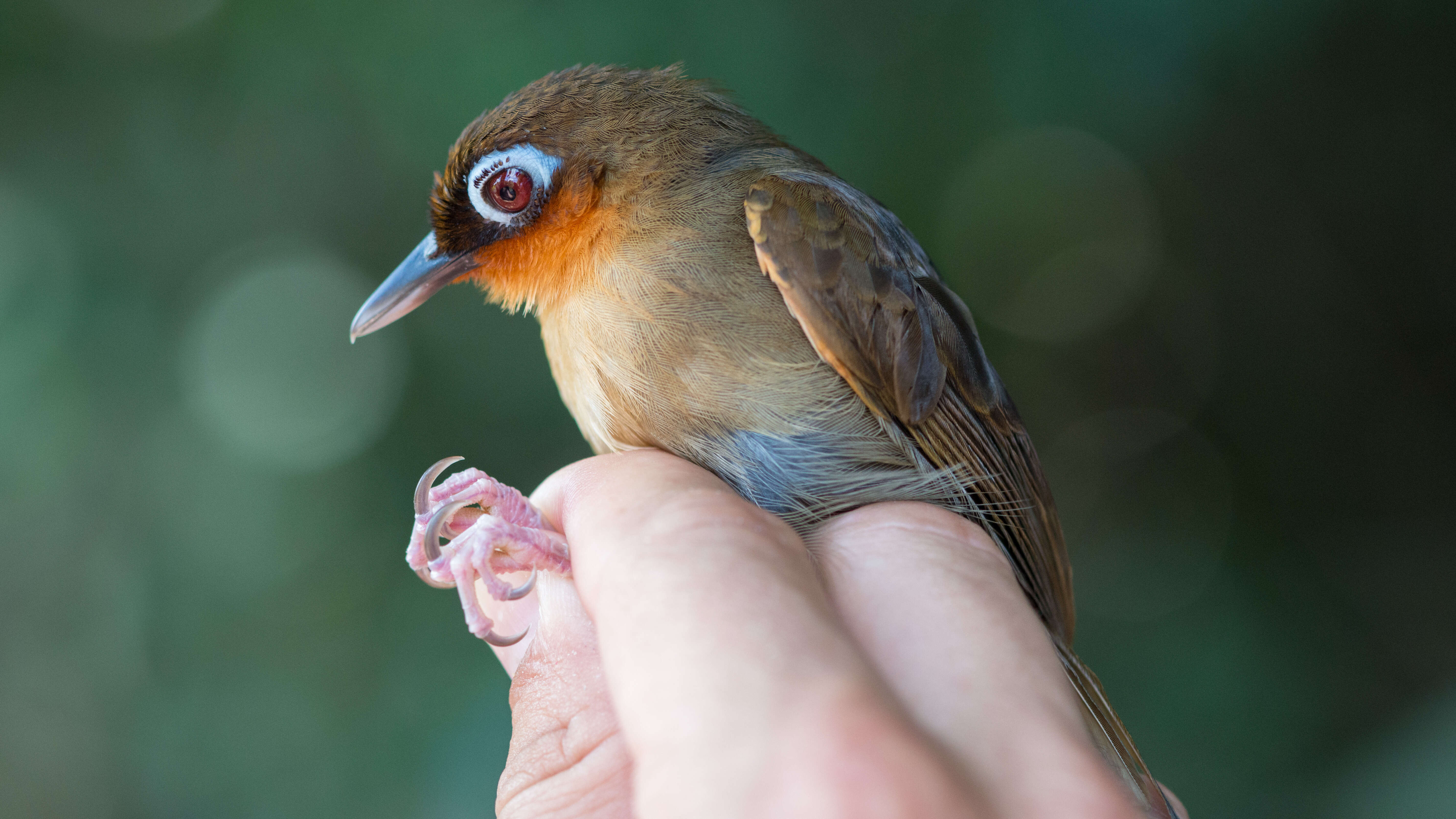 Image of Rufous-throated Antbird