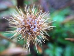 Image de Acaena novae-zelandiae T. Kirk