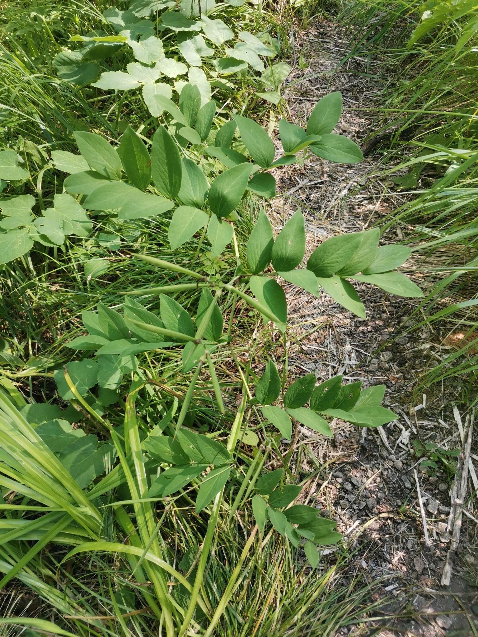 Imagem de Lathyrus laevigatus subsp. laevigatus