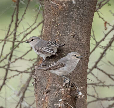 صورة <i>Bradornis microrhynchus</i>