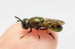 Image of Large Metallic Ant Fly