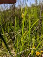 Image of rigid sedge