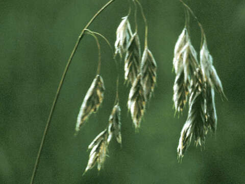 Image of arctic brome