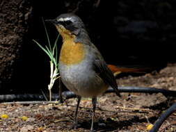 Image of Cape Robin