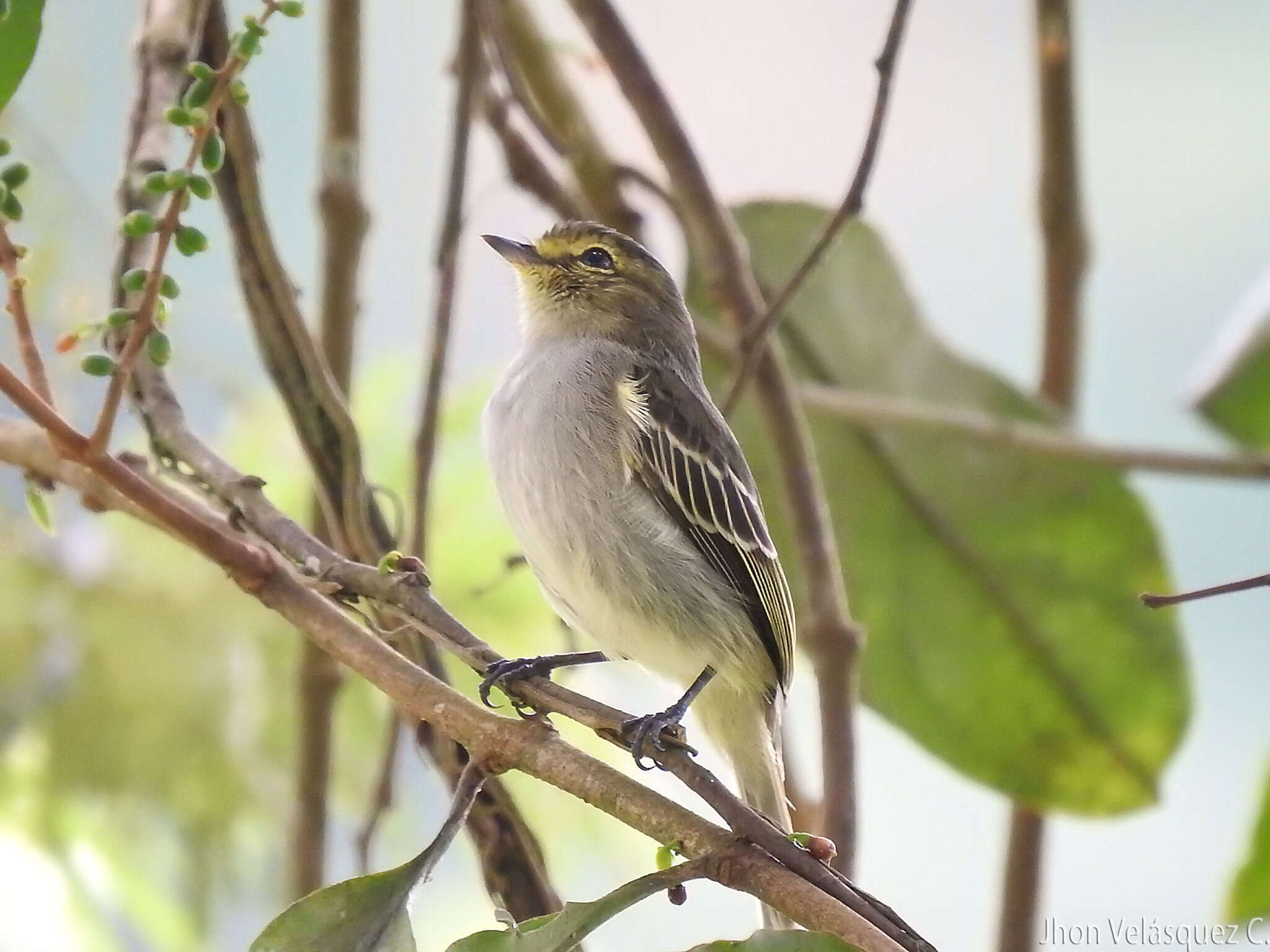 Image of Golden-faced Tyrannulet