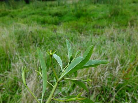 Image of floating primrose-willow