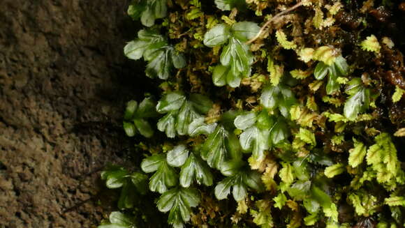 Image of Hymenophyllum minimum A. Rich.