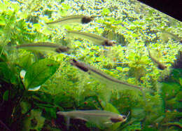 Image of Glass catfish