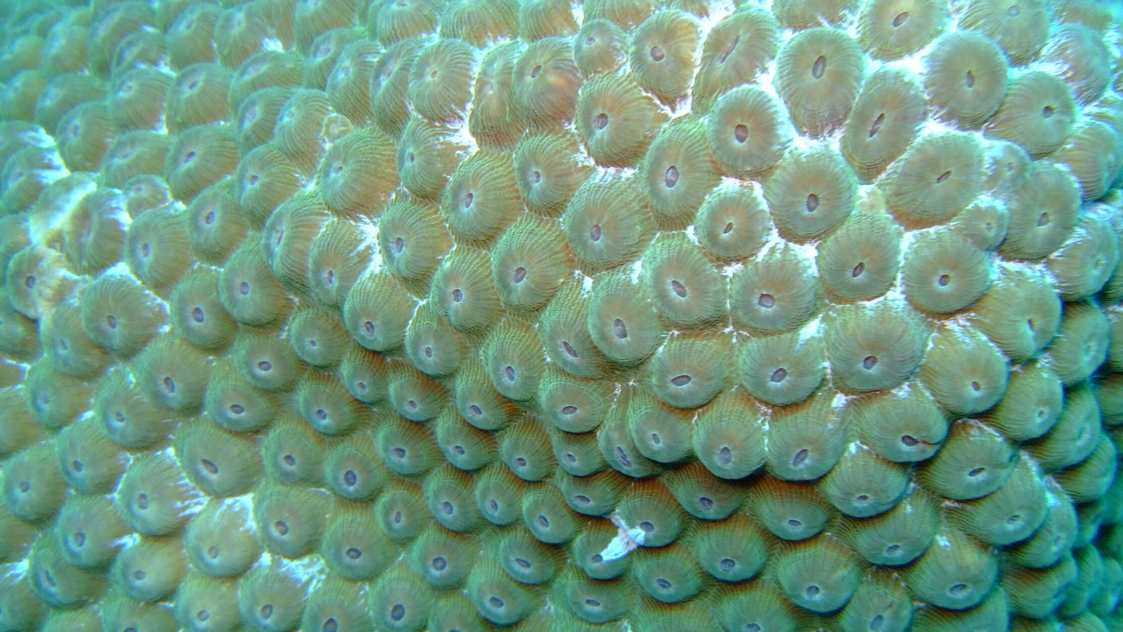 Image of stony corals