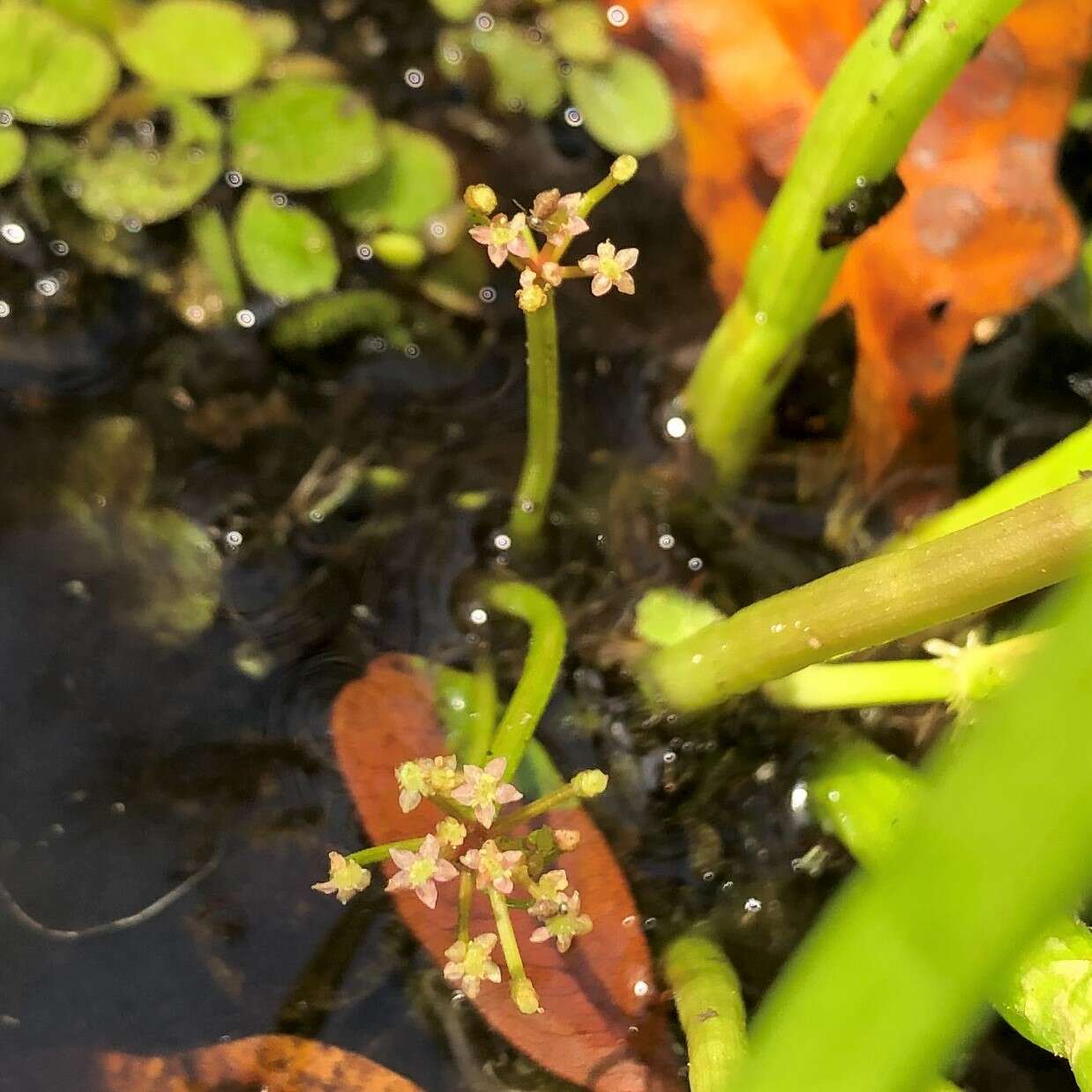 Image of Carolina Grasswort