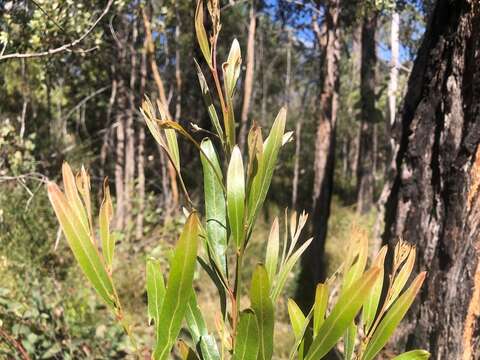 Imagem de Acacia neriifolia A. Cunn. ex Benth.