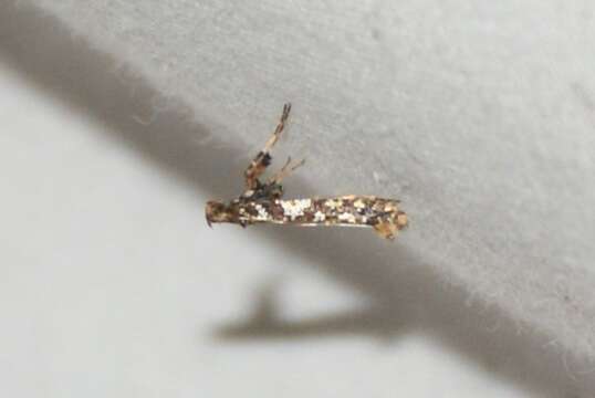 Слика од Caloptilia serotinella (Ely 1910)