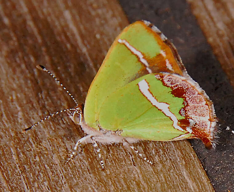 Слика од Chlorostrymon simaethis (Drury 1773)