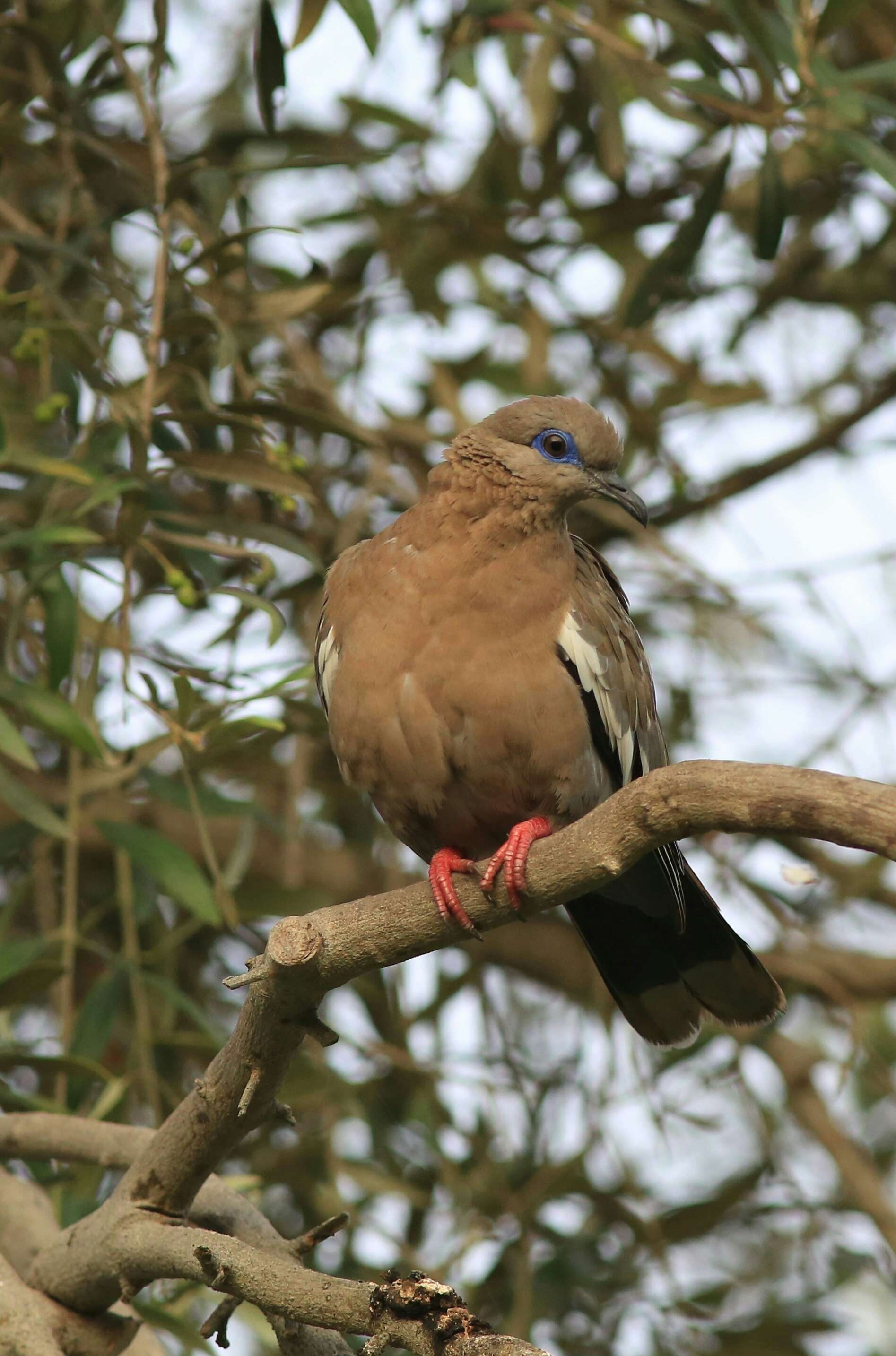 Image of West Peruvian Dove