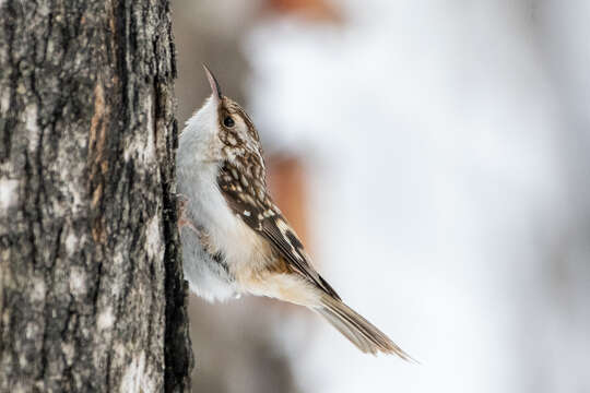 Image de Certhia americana americana Bonaparte 1838