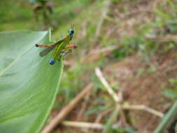 Image of monkey grasshoppers