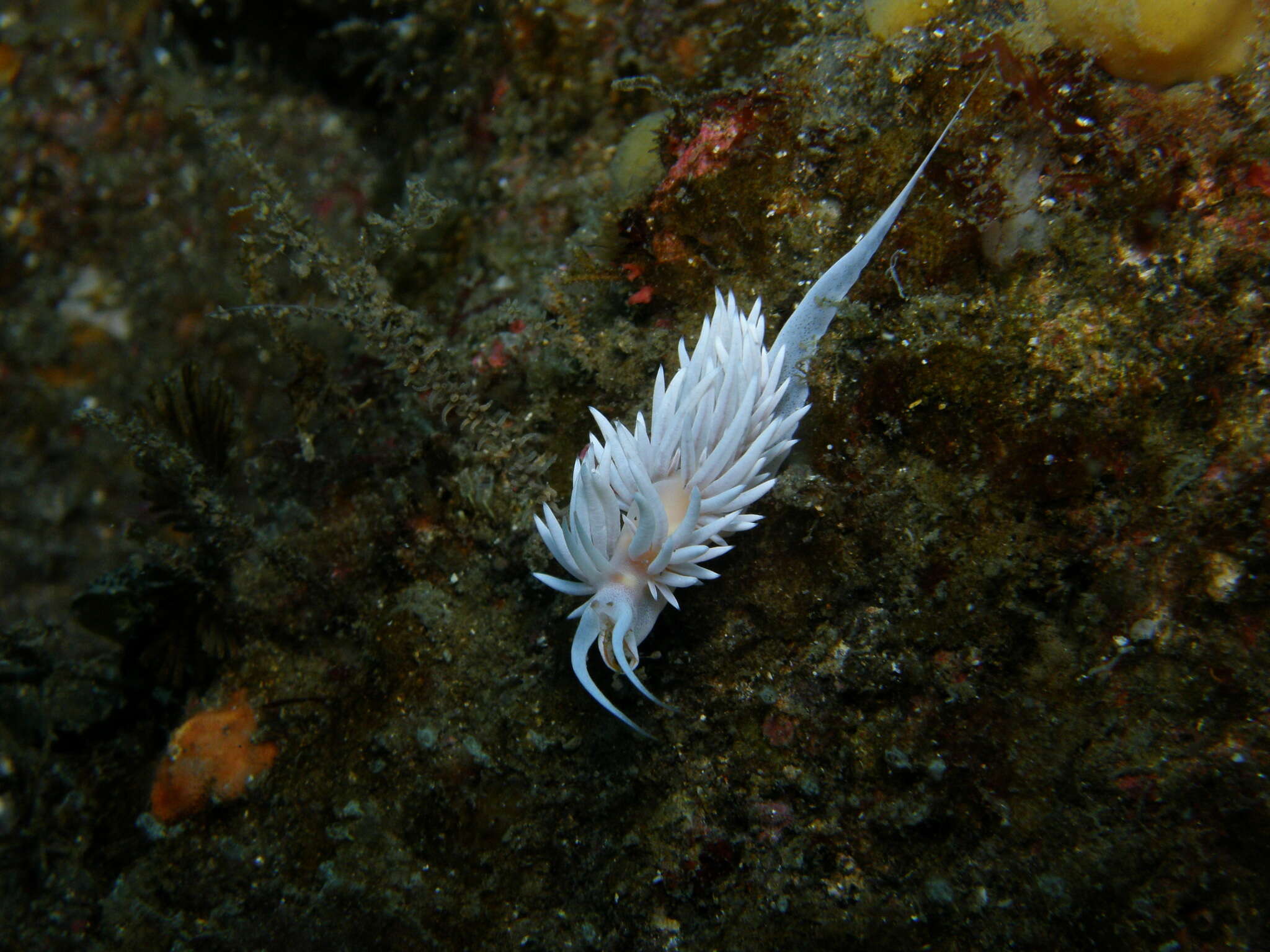 Image of Sakuraeolis sakuracea Hirano 1999