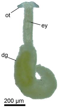 Image of <i>Pontohedyle milaschewitchii</i> (Kowalevsky 1901)