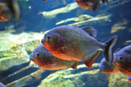 Image of Red-bellied piranha