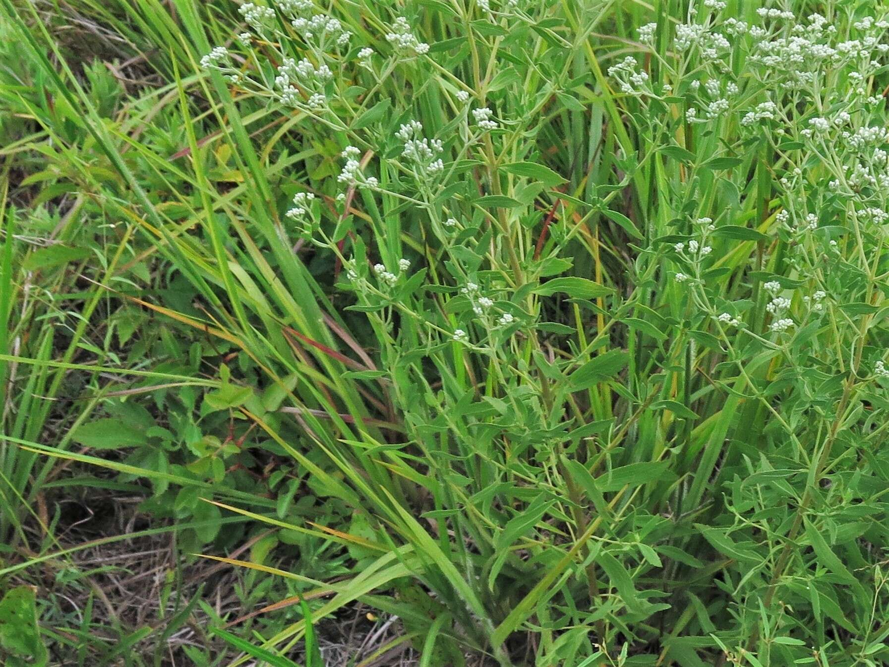 Plancia ëd Eupatorium lancifolium (Torr. & A. Gray) Small