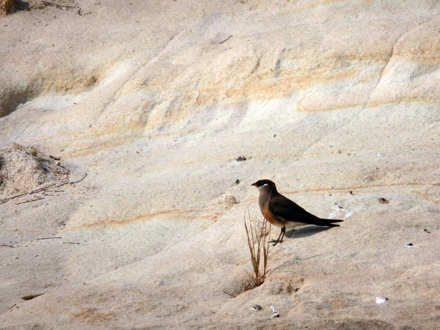 Image of Madagascan Pratincole