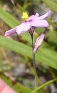 Image of Ixia confusa (G. J. Lewis) Goldblatt & J. C. Manning