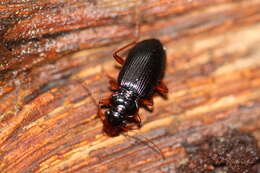 Image of Red-rimmed Plate-jaw