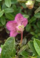 Imagem de Rhododendron lepidotum Wall.