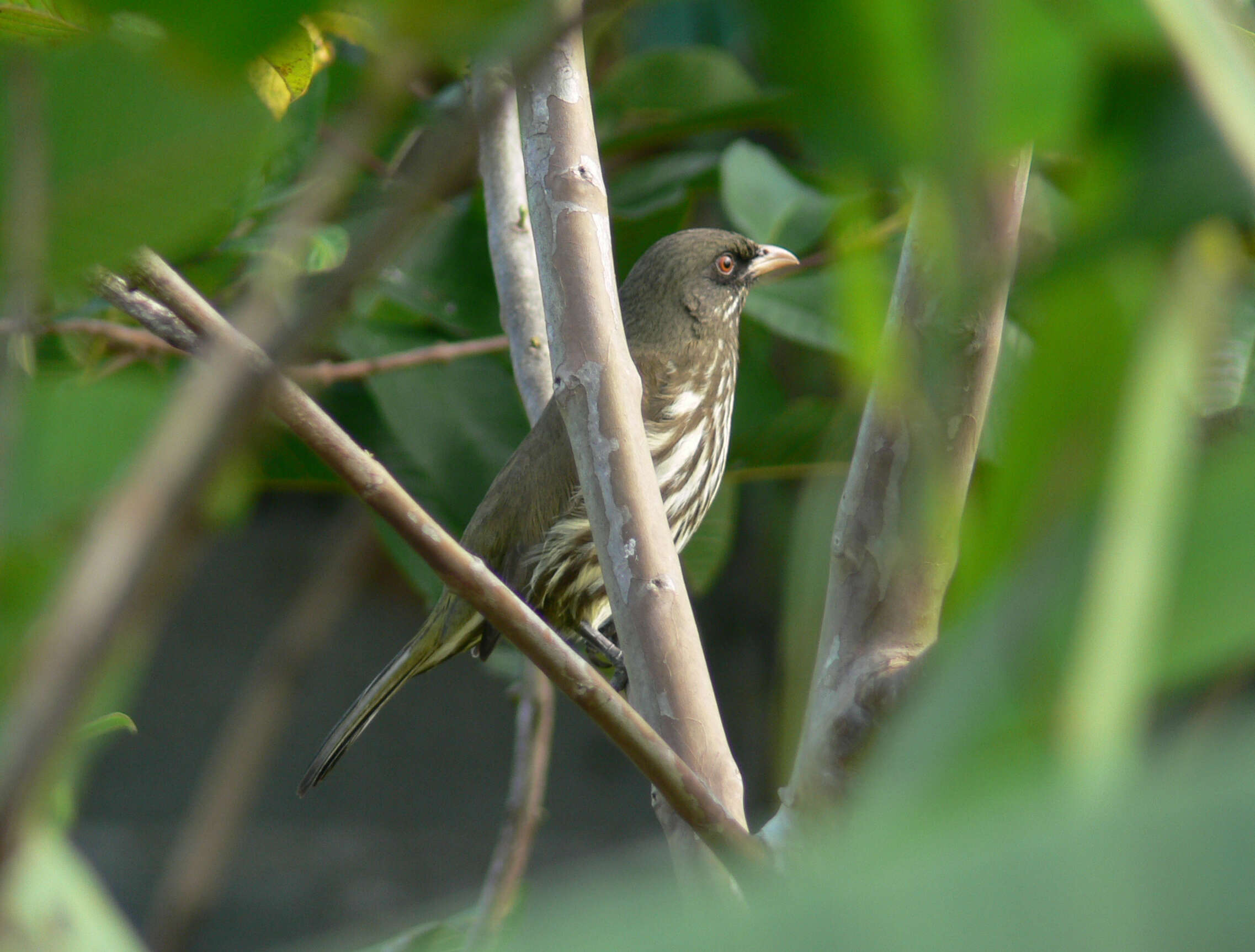 Image de Dulidae