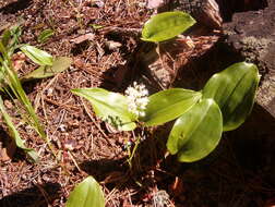 Image of Canada mayflower